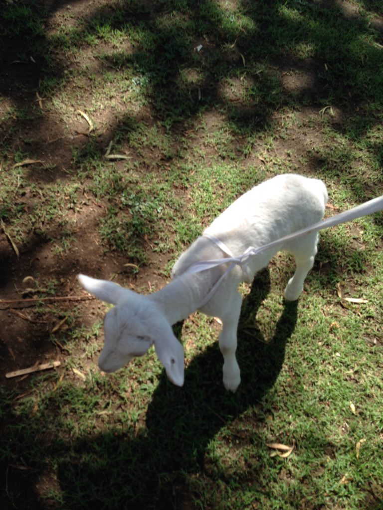 Encounter with a friendly goat on a leash