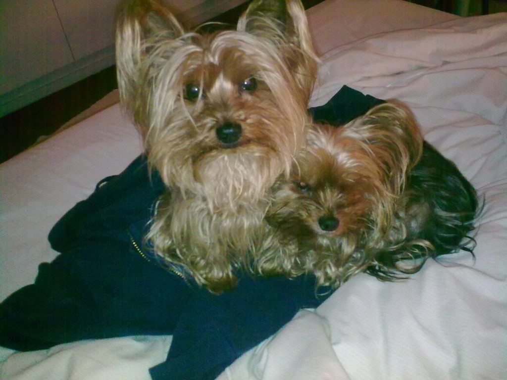 Yorkies, Higgy and McCarthy, snuggling together