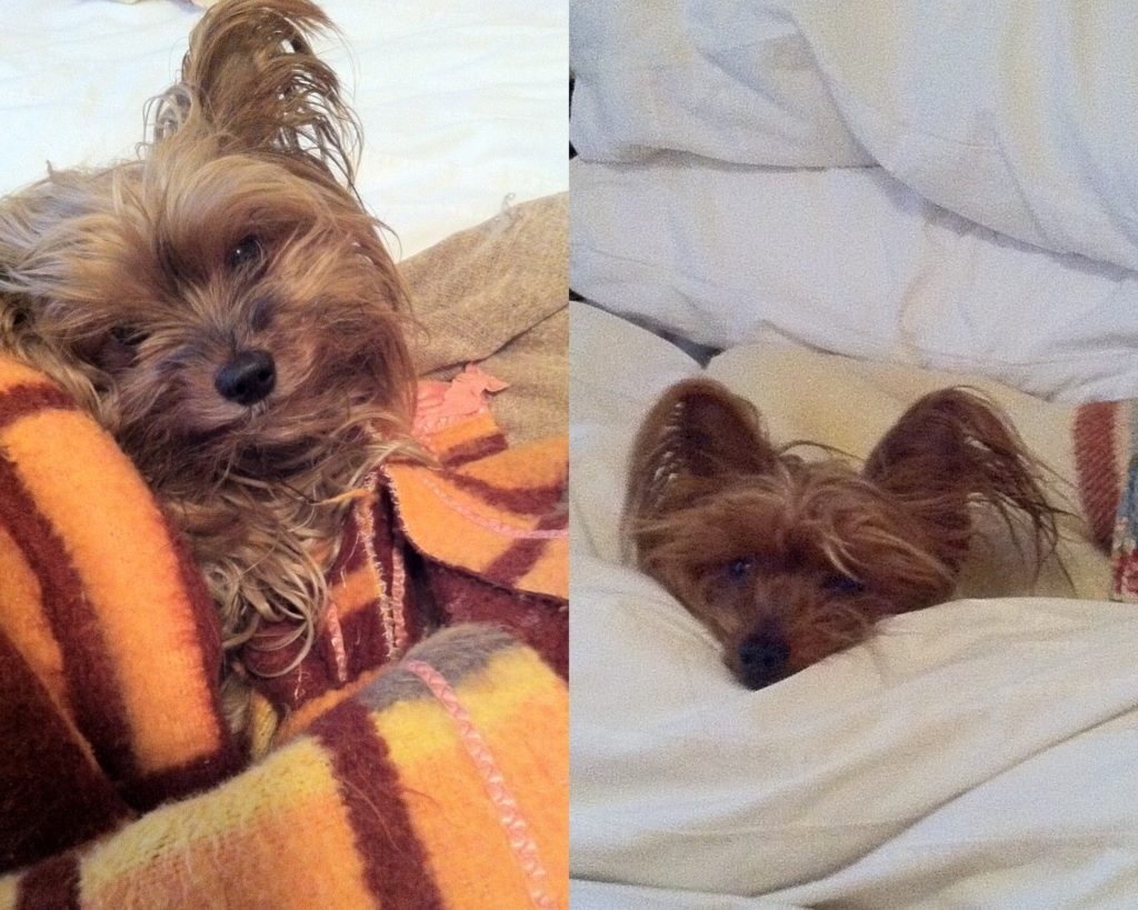 Higgy and McCarthy chilling under their warm blankets
