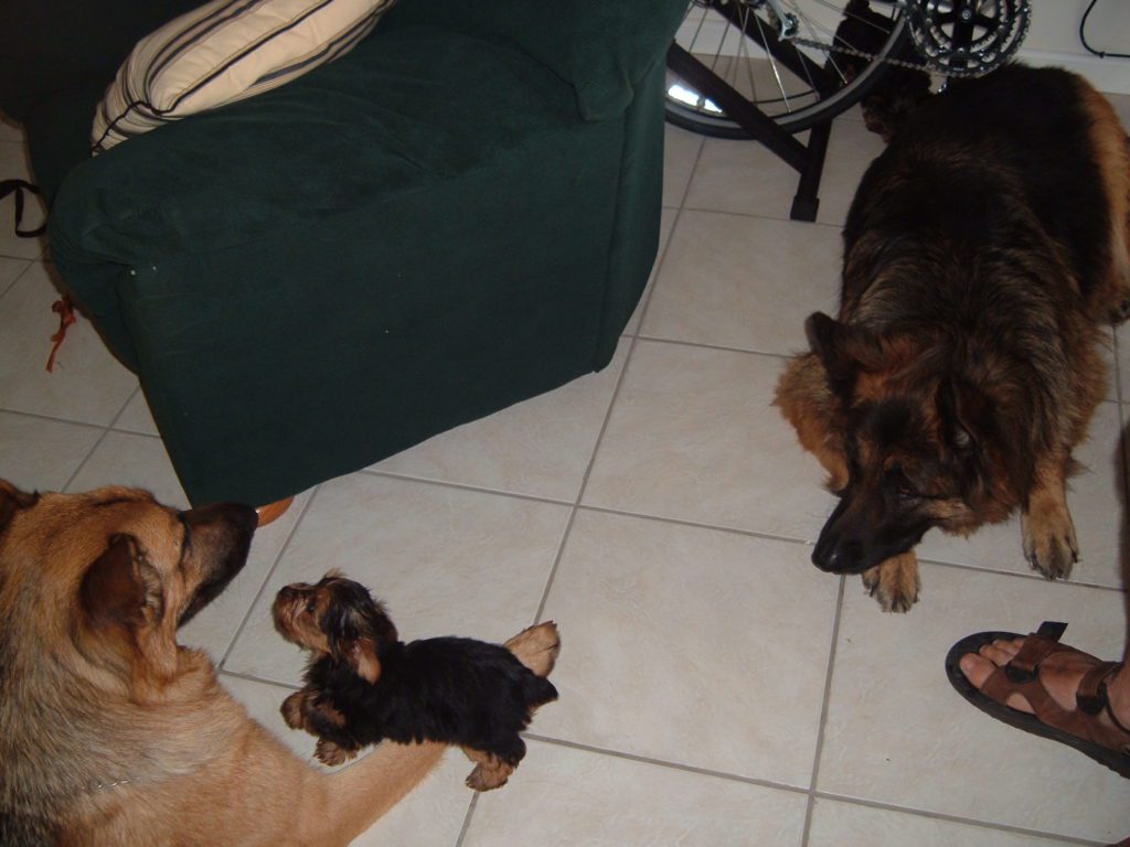 10-week old Yorkie bonding with two German shepherds