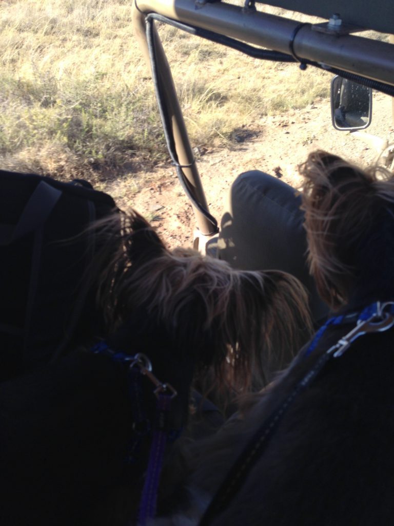 Higgy and McCarthy enjoying a game drive on a private game farm in South Africa