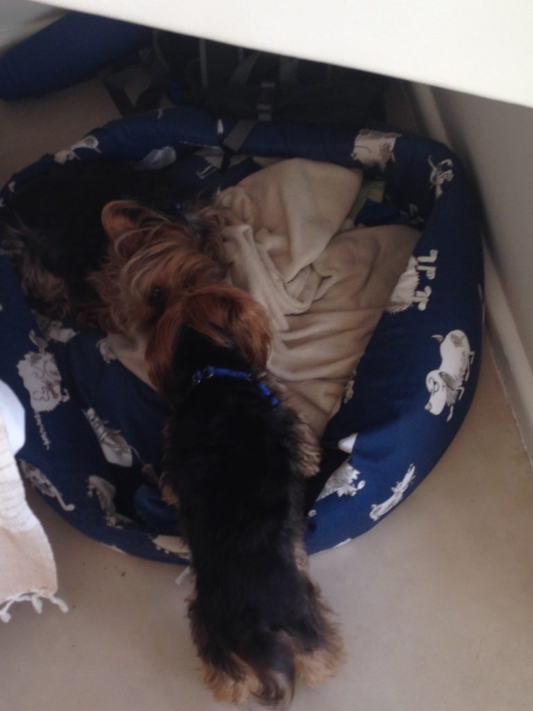 Two Yorkies kissing one another