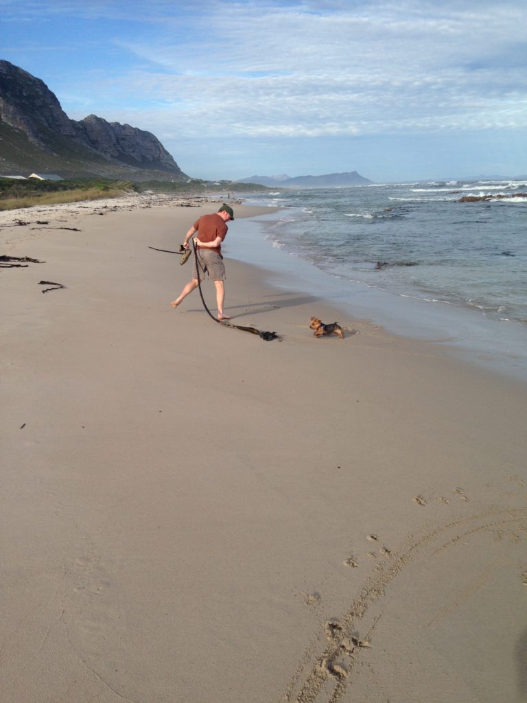 McCarthy Yorkie playing with human friend on a beach in Betty's Bay, South Africa