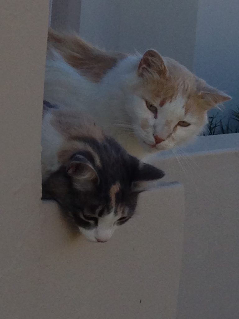 Cats peeking over the wall, keeping guard as Yorkies walk by